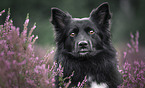 Icelandic Sheepdog in summer