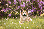 Icelandic Sheepdog in summer