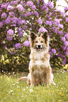 Icelandic Sheepdog in summer