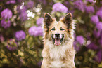 Icelandic Sheepdog in summer