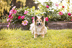 Icelandic Sheepdog in summer