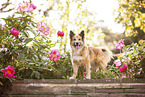 Icelandic Sheepdog in summer