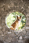 Icelandic Sheepdog in summer