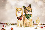Icelandic Sheepdog in studio