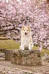Icelandic Sheepdog