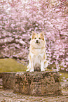 Icelandic Sheepdog