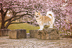 Icelandic Sheepdog