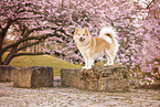Icelandic Sheepdog