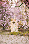 Icelandic Sheepdog