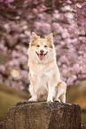 Icelandic Sheepdog