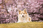 Icelandic Sheepdog