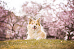 Icelandic Sheepdog