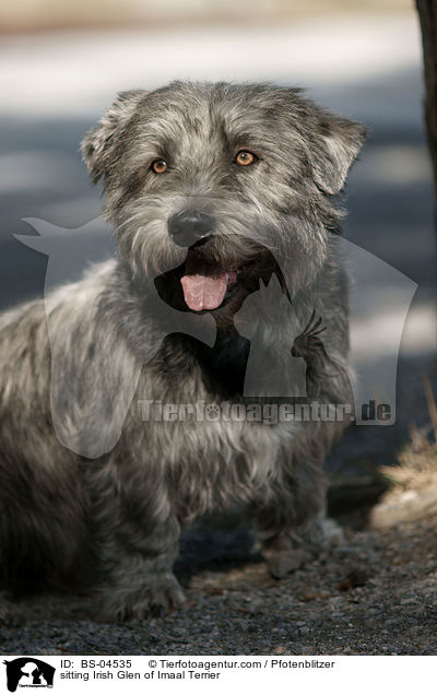 sitzender Irish Glen of Imaal Terrier / sitting Irish Glen of Imaal Terrier / BS-04535