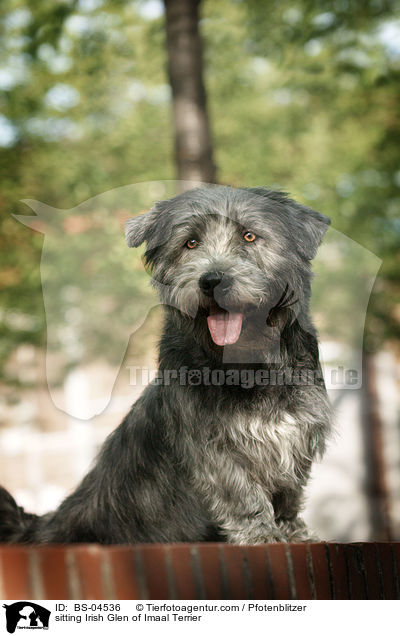 sitzender Irish Glen of Imaal Terrier / sitting Irish Glen of Imaal Terrier / BS-04536