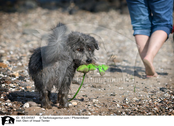 Irish Glen of Imaal Terrier / Irish Glen of Imaal Terrier / BS-04587