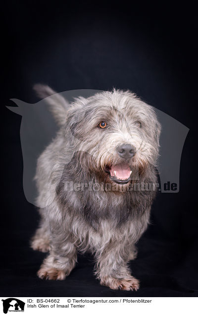 Irish Glen of Imaal Terrier / Irish Glen of Imaal Terrier / BS-04662