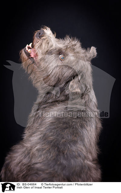 Irish Glen of Imaal Terrier Portrait / Irish Glen of Imaal Terrier Portrait / BS-04664