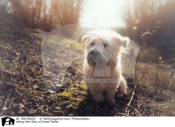 sitzender Irish Glen of Imaal Terrier / sitting Irish Glen of Imaal Terrier / BS-06939