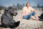 sitting Irish Glen of Imaal Terrier