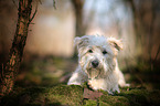 lying Irish Glen of Imaal Terrier