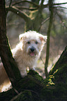Irish Glen of Imaal Terrier