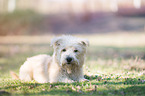 lying Irish Glen of Imaal Terrier