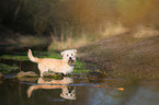 bathing Irish Glen of Imaal Terrier