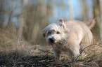 shaking Irish Glen of Imaal Terrier