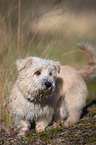 Irish Glen of Imaal Terrier
