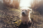 sitting Irish Glen of Imaal Terrier