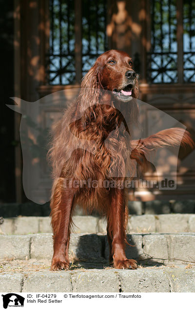 Irish Red Setter / Irish Red Setter / IF-04279