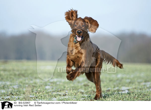 running Irish Red Setter / BS-02967