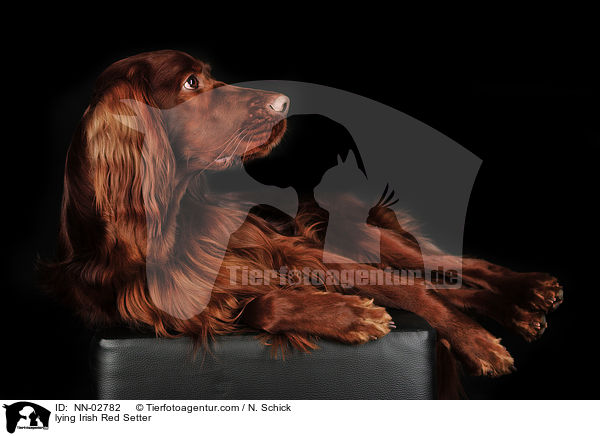 liegender Irish Red Setter / lying Irish Red Setter / NN-02782