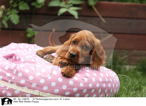 Irish Red Setter Welpe / Irish Red Setter Puppy / KL-14875