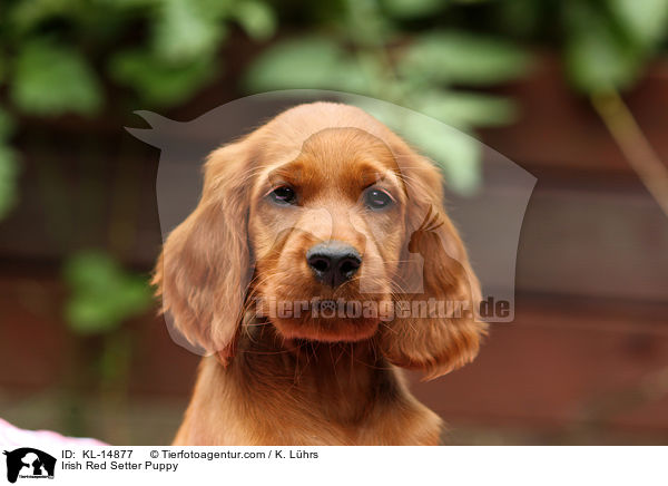 Irish Red Setter Welpe / Irish Red Setter Puppy / KL-14877