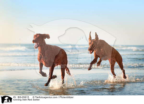 running Irish Red Setter / BS-05815