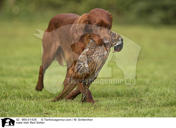 male Irish Red Setter / MIS-01426