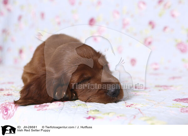 Irish Red Setter Puppy / JH-28681