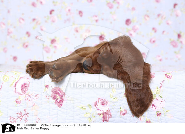 Irish Red Setter Puppy / JH-28692