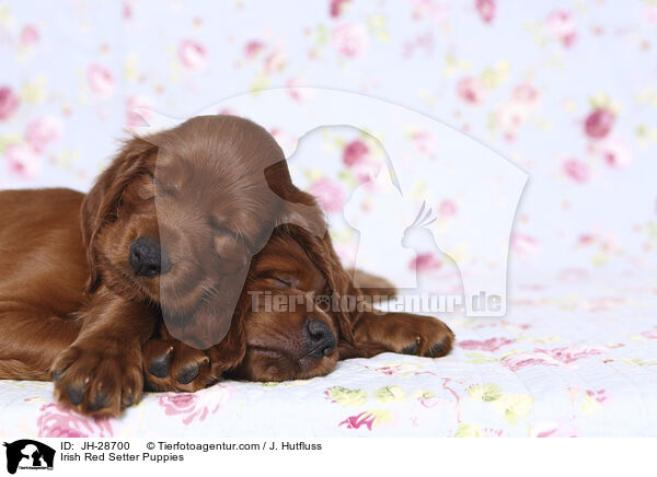Irish Red Setter Puppies / JH-28700