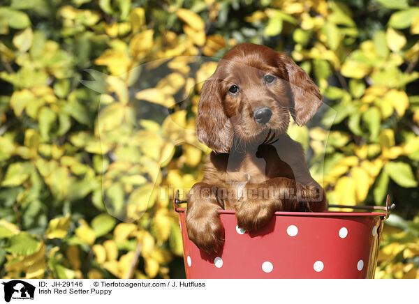 Irish Red Setter Welpe / Irish Red Setter Puppy / JH-29146