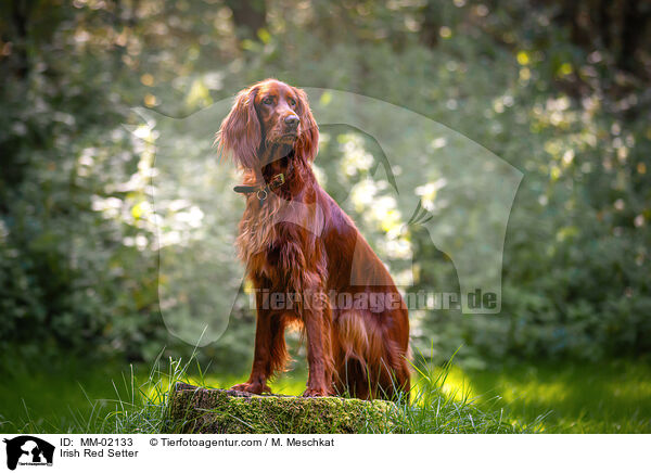 Irish Red Setter / Irish Red Setter / MM-02133