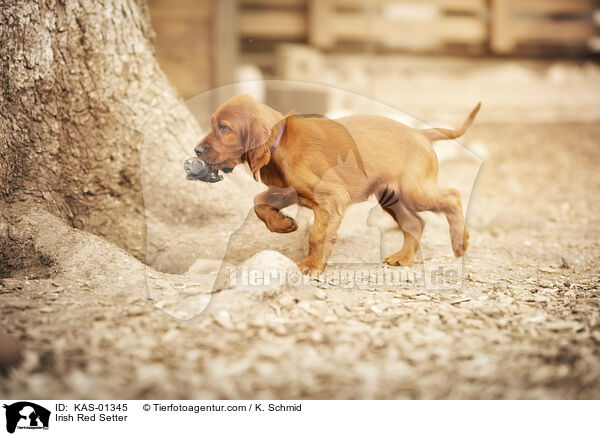 Irish Red Setter / Irish Red Setter / KAS-01345