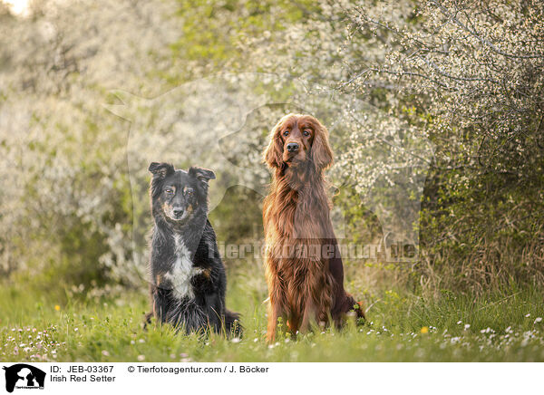 Irish Red Setter / Irish Red Setter / JEB-03367