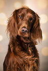 Irish Red Setter portrait