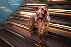 standing Irish Red Setter
