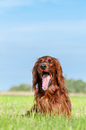 lying Irish Red Setter