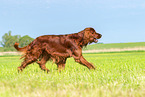 running Irish Red Setter