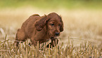 Irish Red Setter Puppy