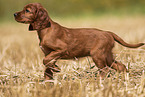 Irish Red Setter Puppy